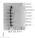 Fig. 02 - Chimeric antigen receptors specific for B-cell maturation antigen and encoding polynucleotides