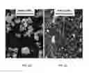 Fig. 09 - High density fast phosphor for electron microscopy