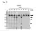 Fig. 19 - Methods for cleaving DNA and RNA molecules