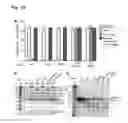 Fig. 21 - Methods for cleaving DNA and RNA molecules