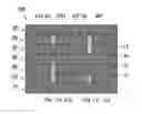 Fig. 01 - Electronic component