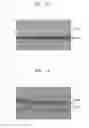 Fig. 14 - Method of growing two-dimensional transition metal dichalcogenide thin film and method of manufacturing device including the same