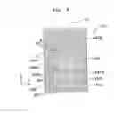 Fig. 09 - Mark, method for forming same, and exposure apparatus