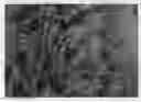 Fig. 01 - Thuja plant named 'SMNTPGF'