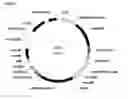 Fig. 03 - Fungal resistant plants expressing EIN2