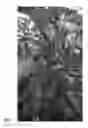 Fig. 02 - Hybrid pepper ‘E20S0150’