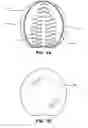 Fig. 02 - Equine shoe