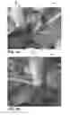 Fig. 02 - Use of compositions comprising pelargonic acid and specific non ionic surfactants for inhibiting the growth of suckers on plants