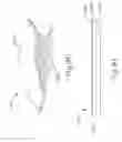 Fig. 79 - Method of applying a buttress to a surgical stapler end effector