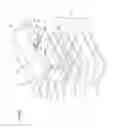 Fig. 08 - Radial and ulnar compression band