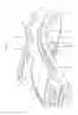 Fig. 09 - Radial and ulnar compression band