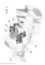 Fig. 02 - TRANSVERSE CONNECTORS FOR SPINAL SYSTEMS