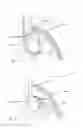 Fig. 43 - DEVICES AND METHODS FOR LUNG VOLUME REDUCTION