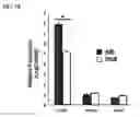 Fig. 08 - Compounds and methods for treating an epileptic disorder