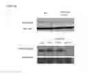 Fig. 16 - Small molecule inhibitors of EGFR and PI3K