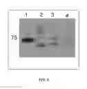 Fig. 08 - ANTIMICROBIAL COMPOSITIONS AND METHODS OF USE THEREOF