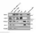 Fig. 01 - PHARMACEUTICAL COMPOSITION FOR PREVENTING OR TREATING STRESS-RELATED DISEASE, INCLUDING DISC1 PROTEIN OR GENE ENCODING THE SAME