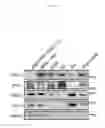 Fig. 02 - PHARMACEUTICAL COMPOSITION FOR PREVENTING OR TREATING STRESS-RELATED DISEASE, INCLUDING DISC1 PROTEIN OR GENE ENCODING THE SAME