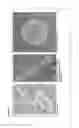Fig. 12 - Immunomodulatory minicells and methods of use