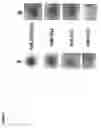 Fig. 09 - Synthetic antigen constructs against campylobacter jejuni