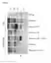 Fig. 03 - Recombinant virus with diminished latency and methods of using same