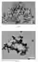 Fig. 06 - Selenium-doped hydroxyapatite and preparation method thereof