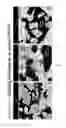 Fig. 07 - Moldable bone graft compositions