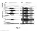 Fig. 06 - Engaging the cervical spinal cord circuitry to re-enable volitional control of hand function in tetraplegic subjects