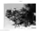 Fig. 02 - Dry reforming catalyst using metal oxide support, and method for preparing synthetic gas by using same