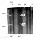 Fig. 01 - Nondestructive inspection techniques for rotorcraft composites