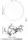 Fig. 02 - Sequence design for efficient assembly of nucleic acid structures