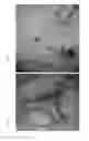 Fig. 05 - MICROBIAL HUMIC SOIL ENHANCEMENTS