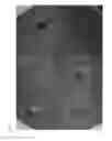 Fig. 06 - MICROBIAL HUMIC SOIL ENHANCEMENTS