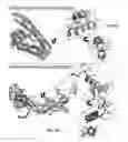 Fig. 02 - Small molecule regulators of mitochondrial fusion and methods of use thereof