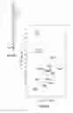 Fig. 49 - Small molecule regulators of mitochondrial fusion and methods of use thereof