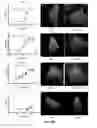 Fig. 71 - Small molecule regulators of mitochondrial fusion and methods of use thereof
