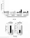 Fig. 76 - Small molecule regulators of mitochondrial fusion and methods of use thereof