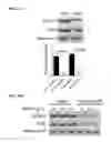 Fig. 32 - Small molecules that enable cartilage rejuvenation