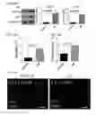 Fig. 35 - Small molecules that enable cartilage rejuvenation