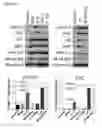 Fig. 43 - Small molecules that enable cartilage rejuvenation