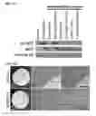 Fig. 46 - Small molecules that enable cartilage rejuvenation