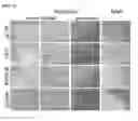 Fig. 48 - Small molecules that enable cartilage rejuvenation