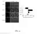 Fig. 10 - Therapeutic aurones