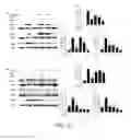 Fig. 13 - Therapeutic aurones