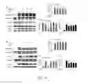 Fig. 14 - Therapeutic aurones