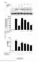Fig. 15 - Therapeutic aurones