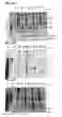Fig. 43 - Compositions containing HC-HA/PTX3 complexes and methods of use thereof