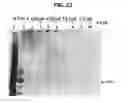 Fig. 44 - Compositions containing HC-HA/PTX3 complexes and methods of use thereof