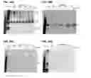 Fig. 45 - Compositions containing HC-HA/PTX3 complexes and methods of use thereof
