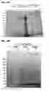 Fig. 50 - Compositions containing HC-HA/PTX3 complexes and methods of use thereof